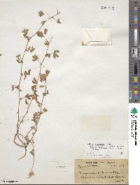 Medicago edgeworthii image