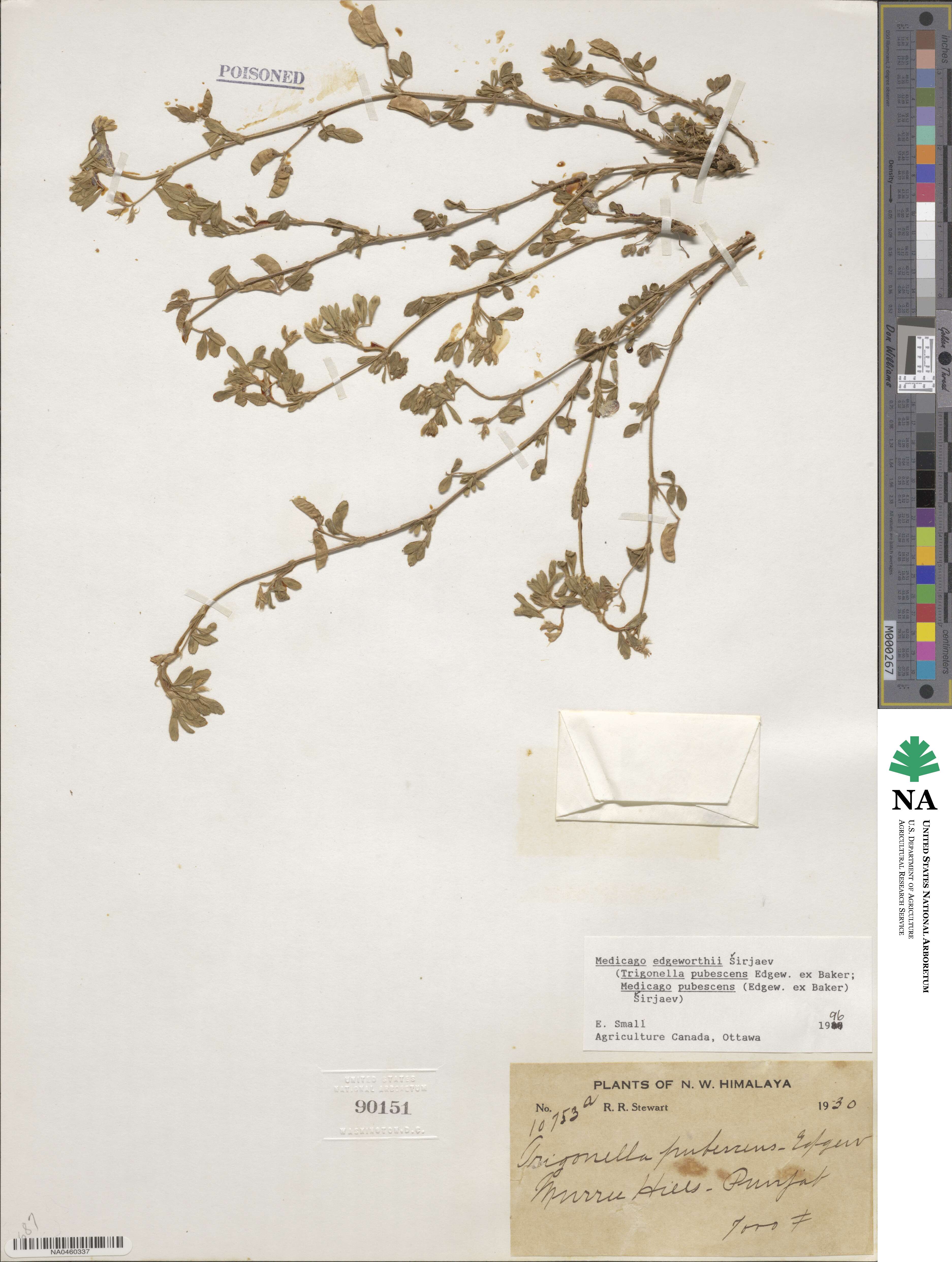 Medicago edgeworthii image