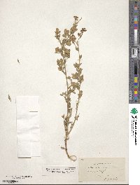 Medicago falcata image