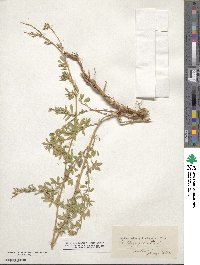 Medicago falcata image