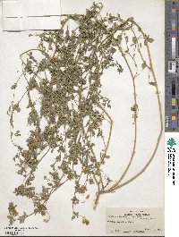 Medicago falcata image