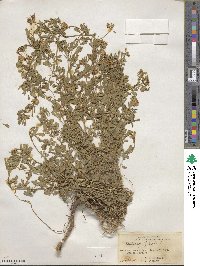 Medicago falcata image