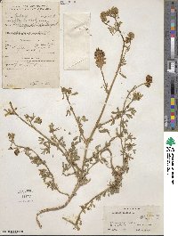 Medicago falcata image