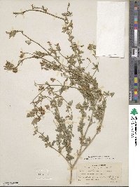 Medicago falcata image