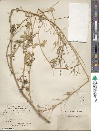 Medicago falcata image