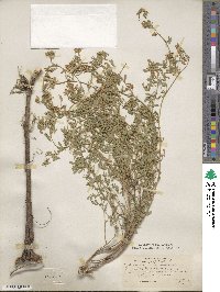 Medicago falcata image