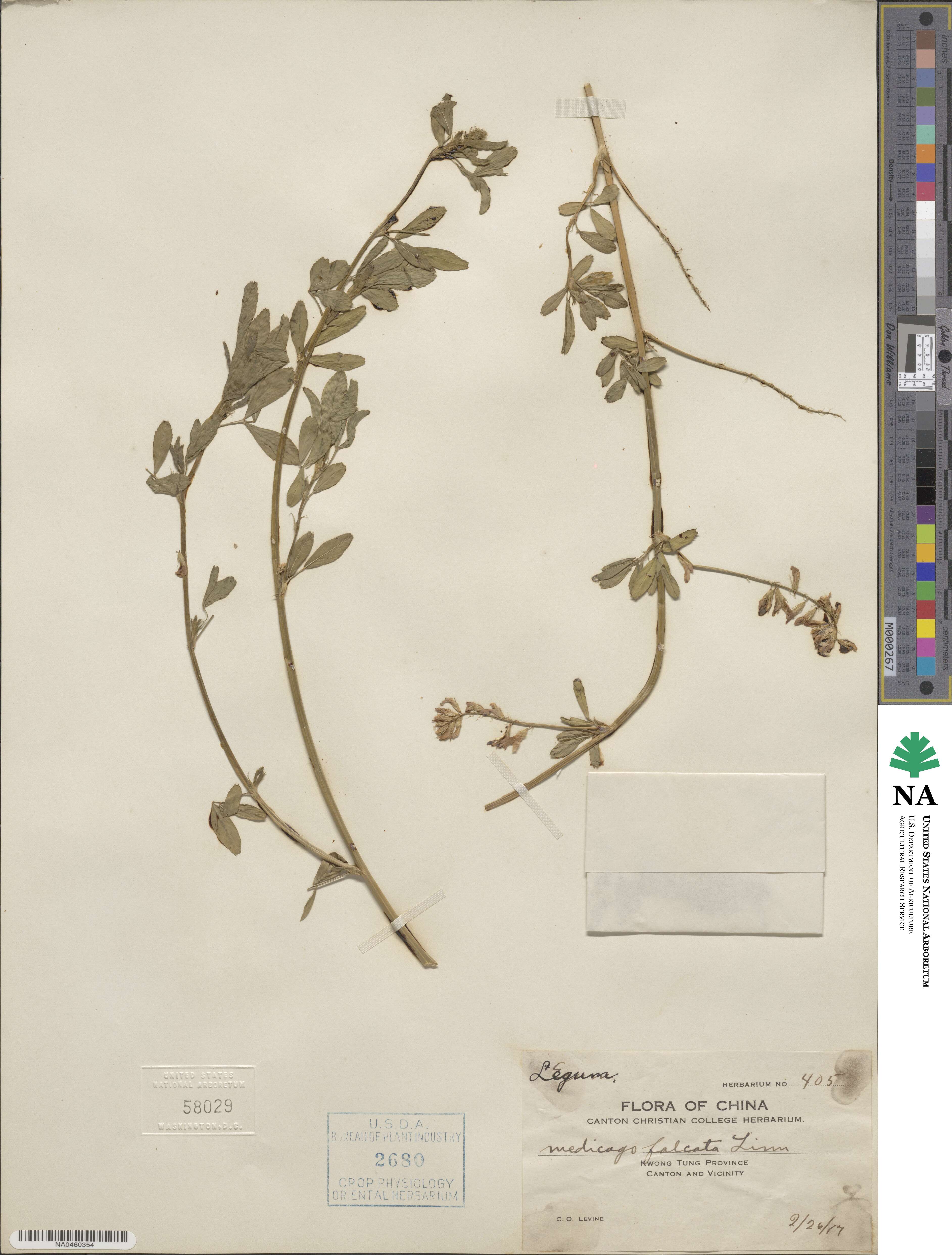 Medicago falcata image