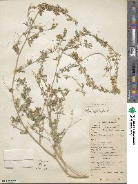 Medicago falcata image