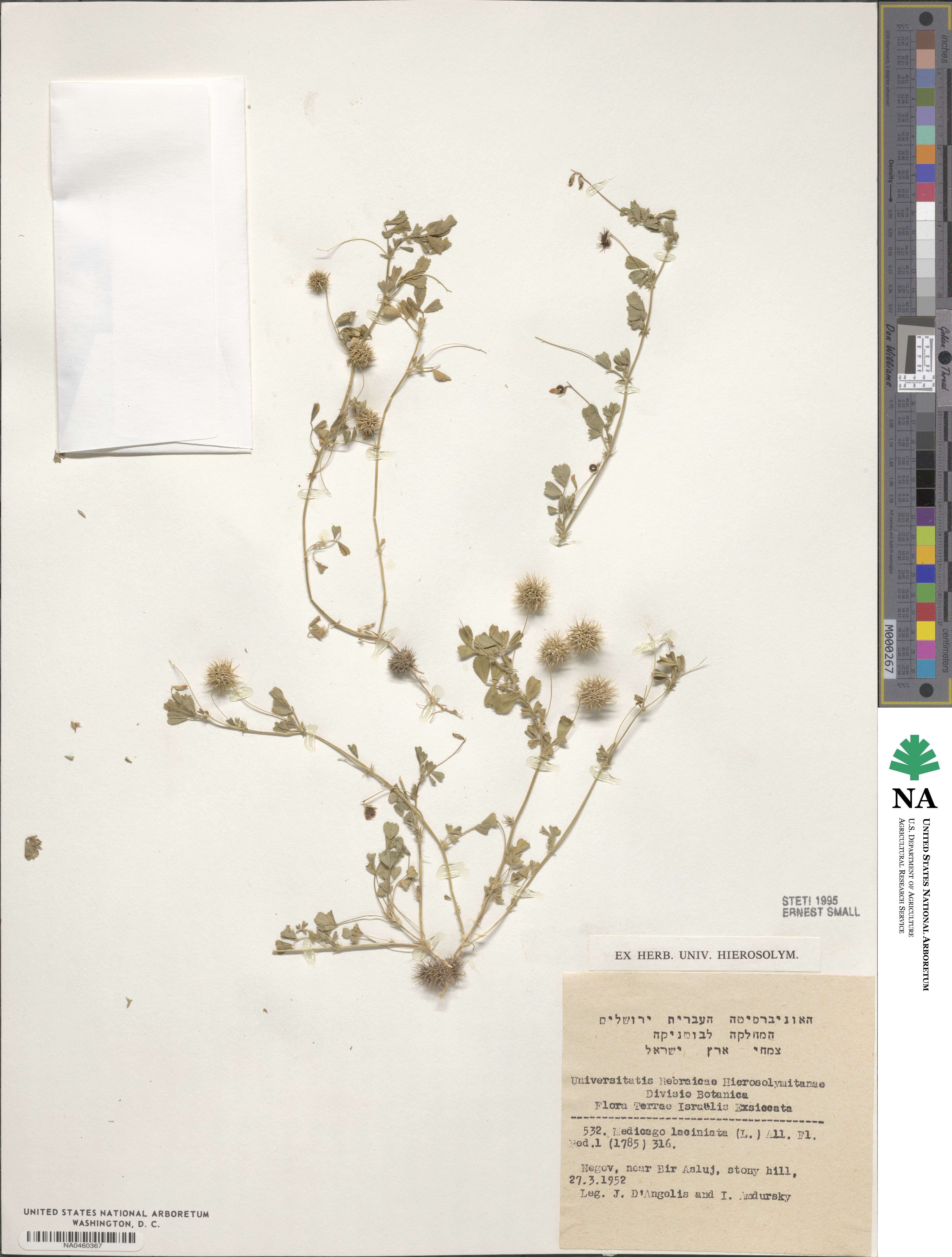 Medicago laciniata image