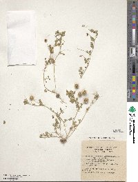 Medicago laciniata image