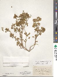 Medicago littoralis image