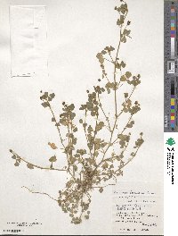 Medicago lupulina image