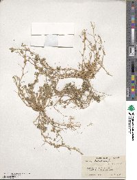 Medicago lupulina image