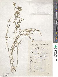 Medicago lupulina image