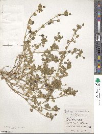 Medicago lupulina image