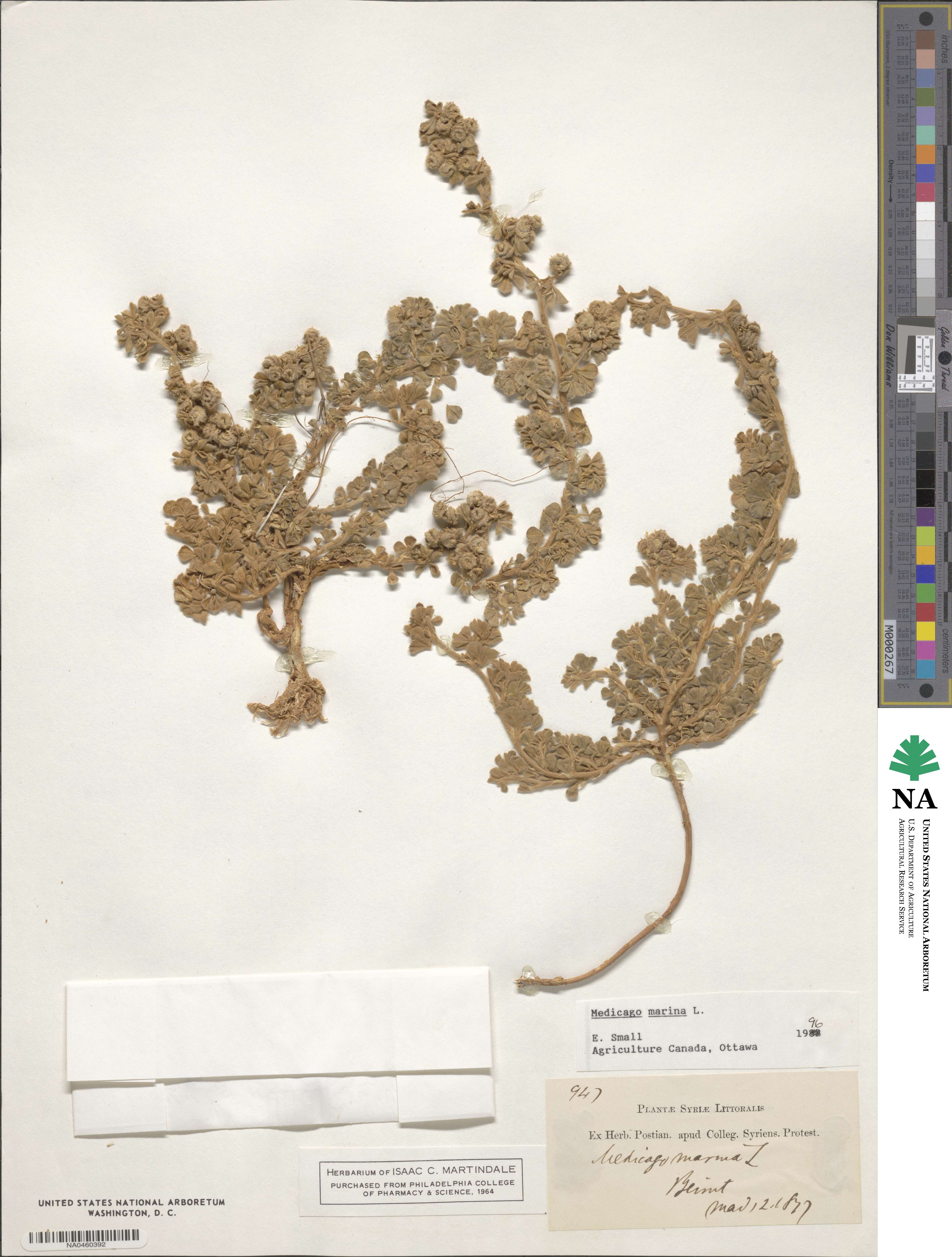 Medicago marina image