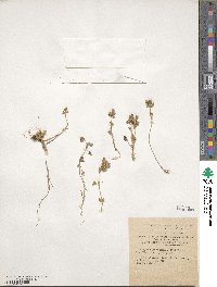 Medicago minima image