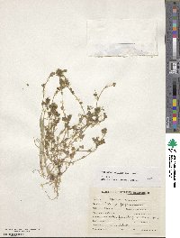 Medicago minima image