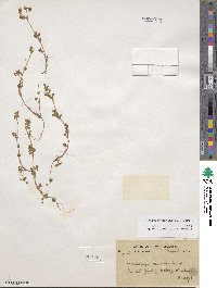 Medicago minima image