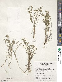 Medicago minima image