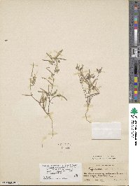 Medicago monantha image