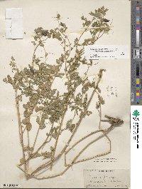 Image of Medicago platycarpa