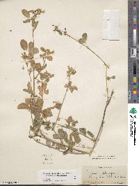 Medicago platycarpa image