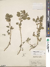 Medicago platycarpa image