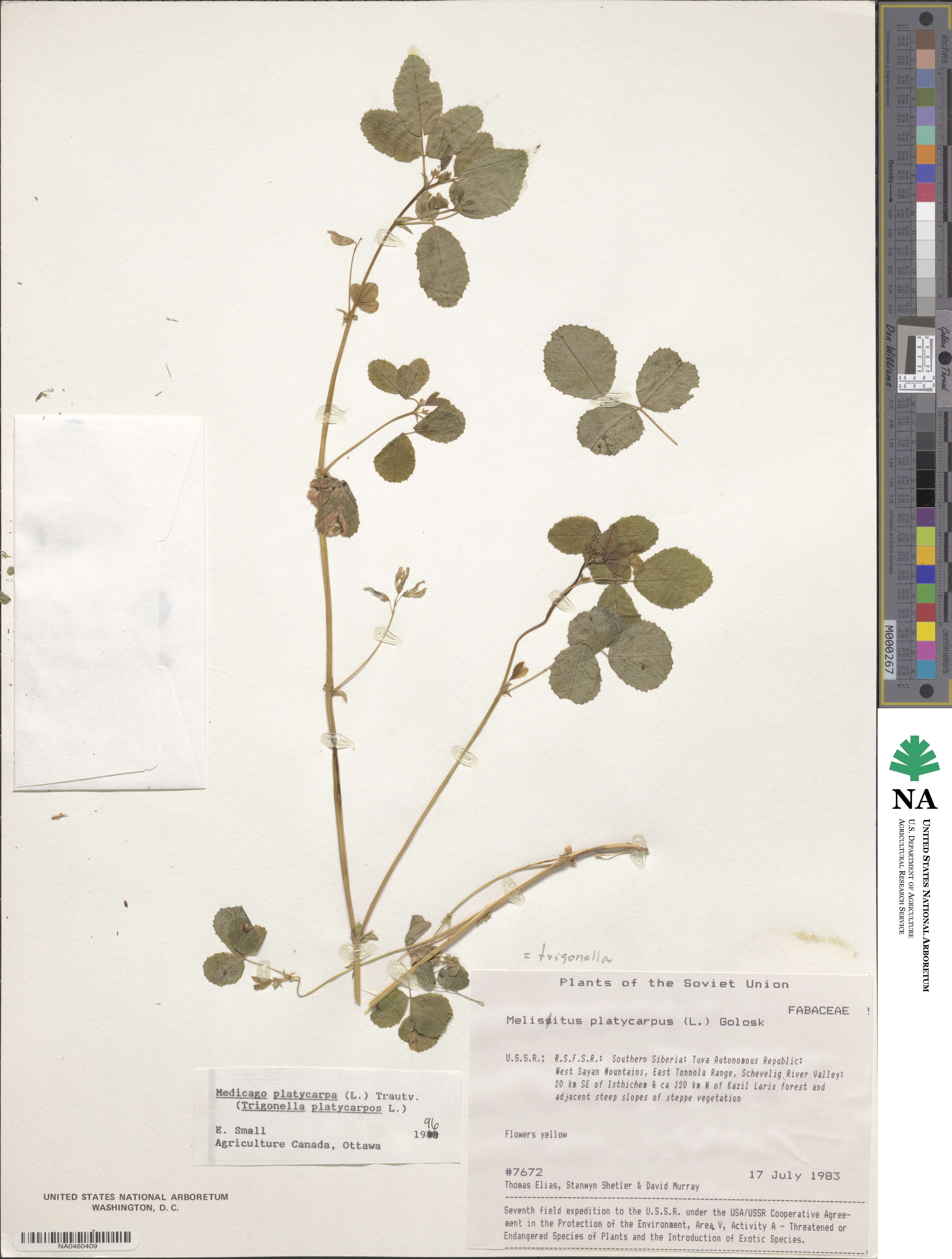 Medicago platycarpa image