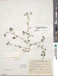 Medicago polymorpha image