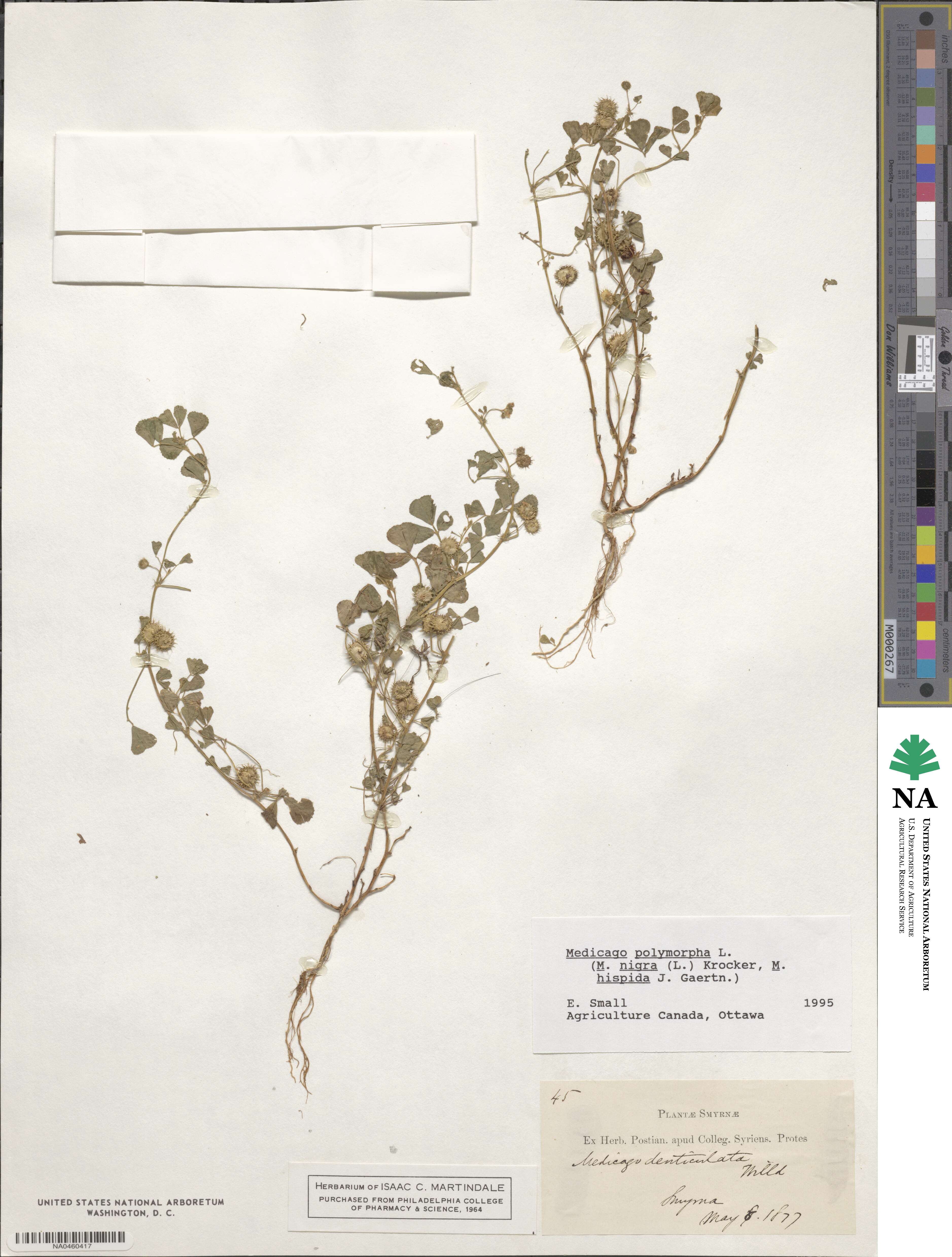 Medicago polymorpha image