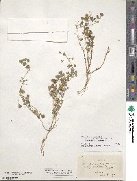 Medicago polymorpha image