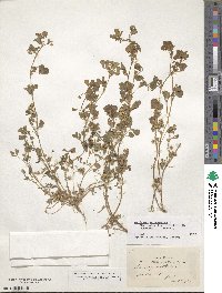 Medicago polymorpha image