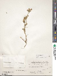 Medicago rugosa image