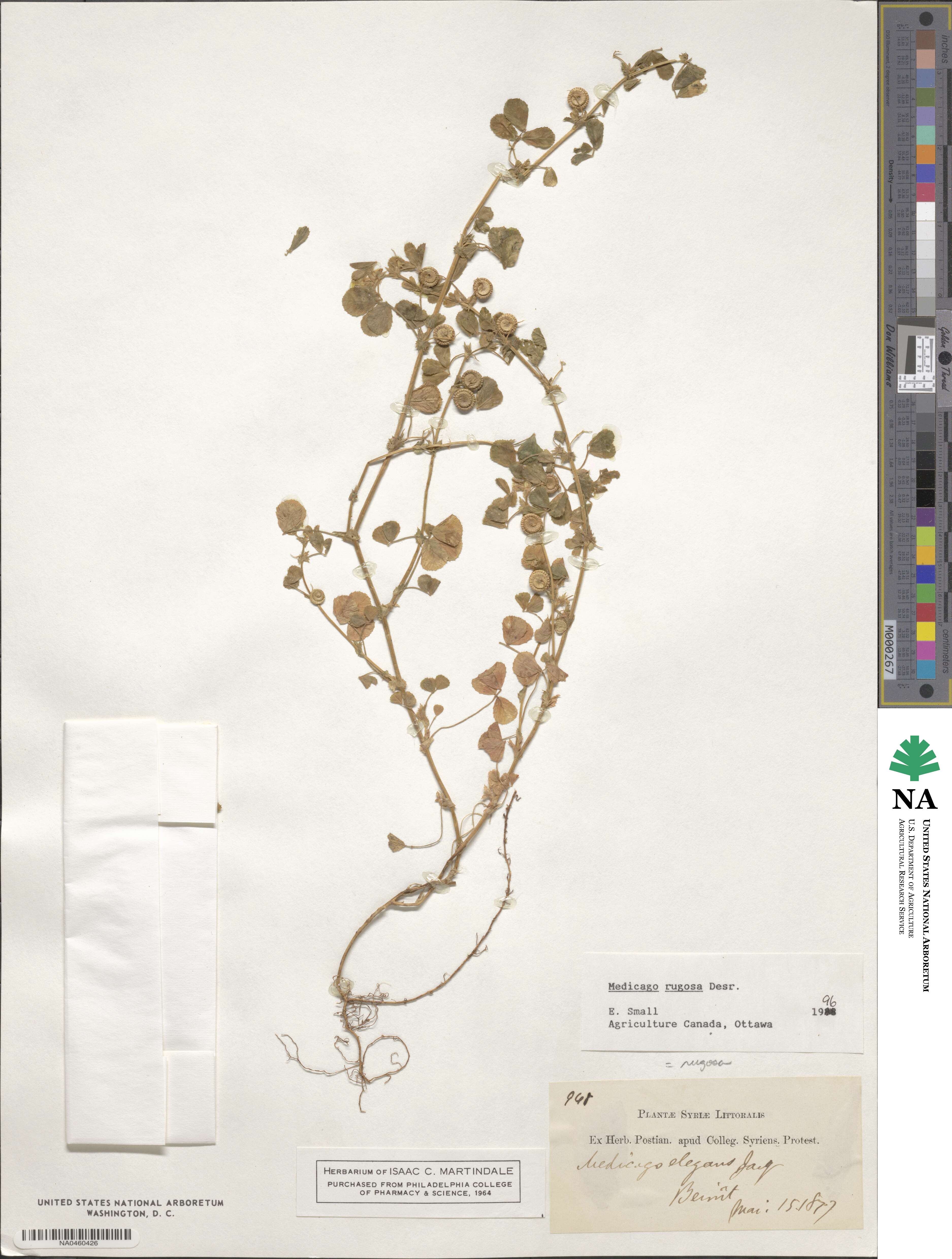 Medicago rugosa image