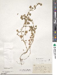 Medicago rugosa image