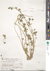 Medicago rugosa image