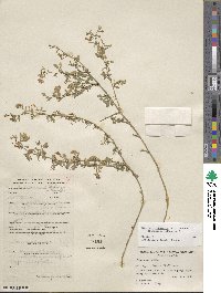 Medicago ruthenica image