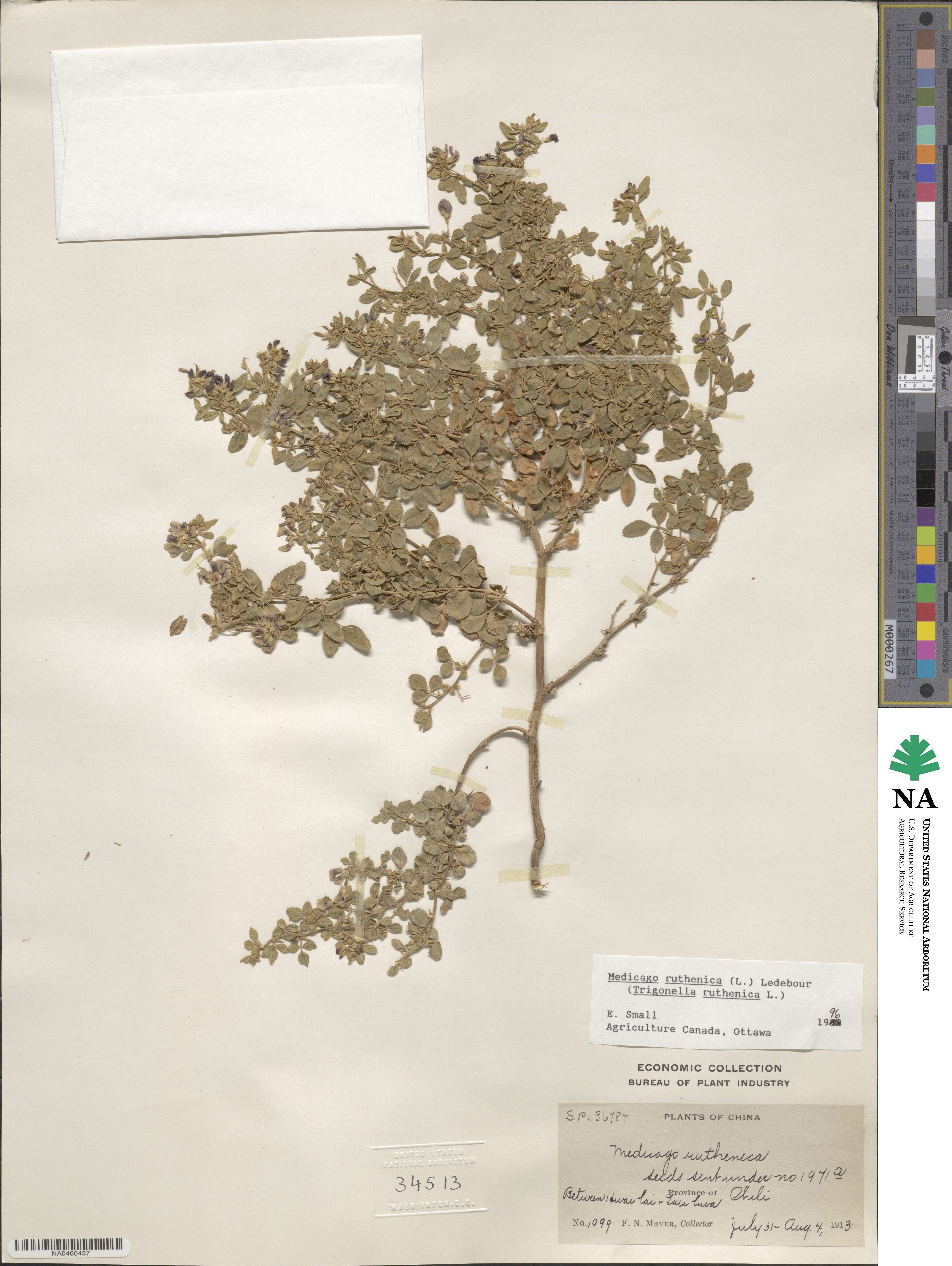 Medicago ruthenica image