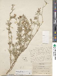 Medicago ruthenica image