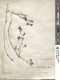 Medicago sativa image