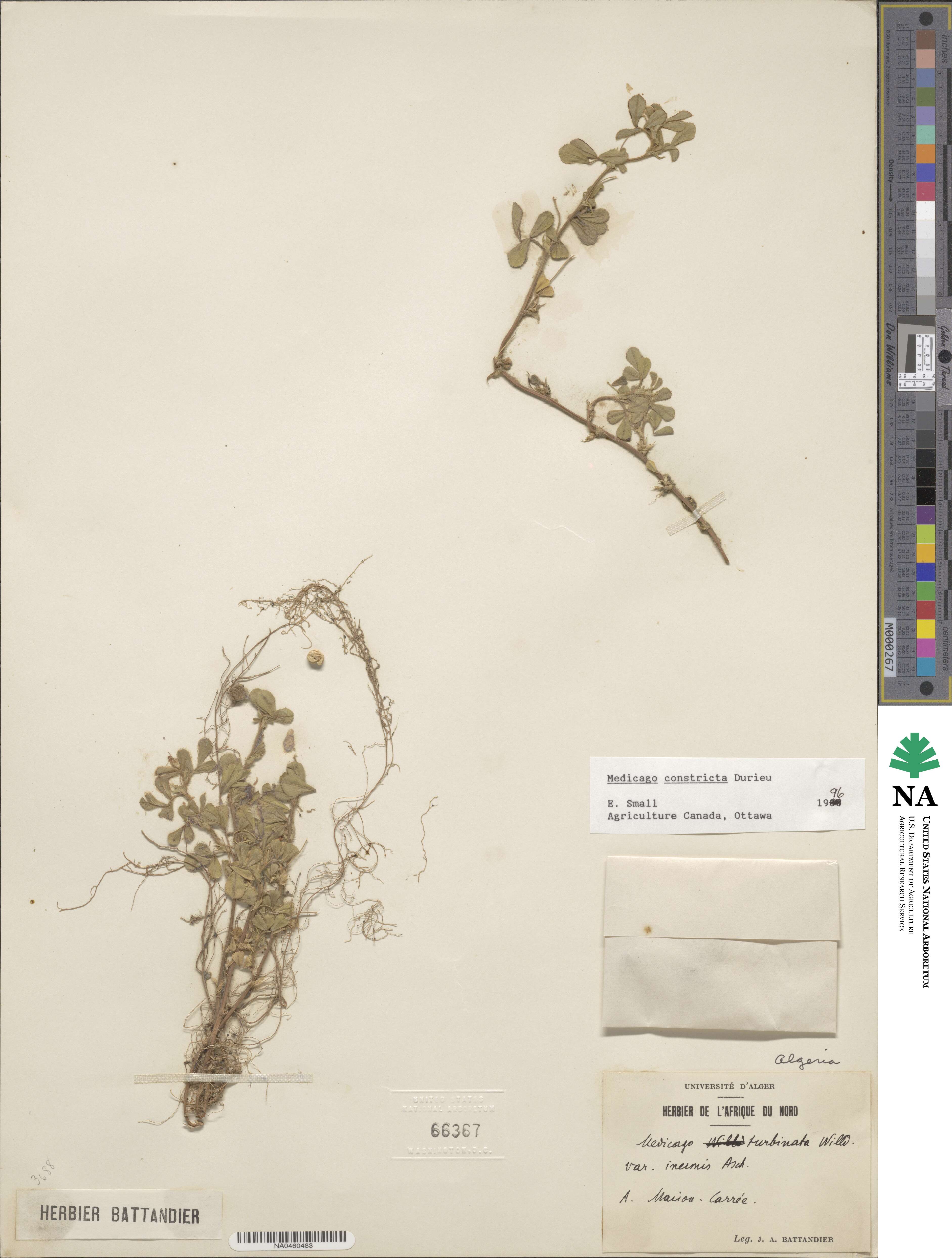 Medicago constricta image