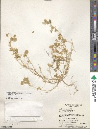 Medicago doliata image