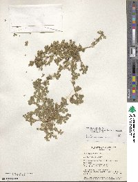 Medicago doliata image