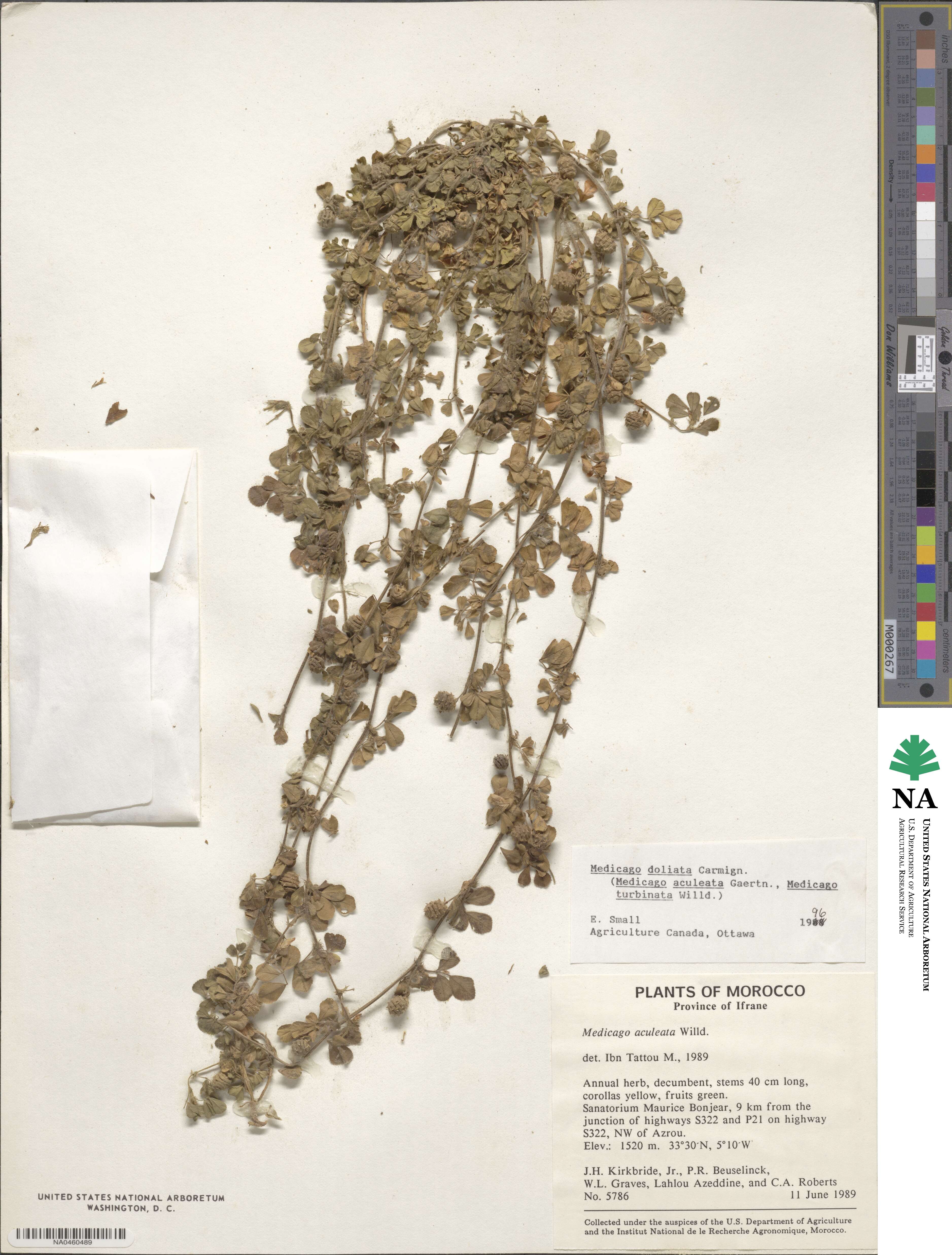 Medicago doliata image