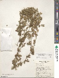 Medicago doliata image