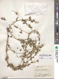 Medicago doliata image