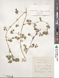 Medicago polymorpha image