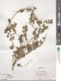 Medicago polymorpha image