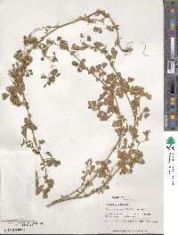 Medicago polymorpha image